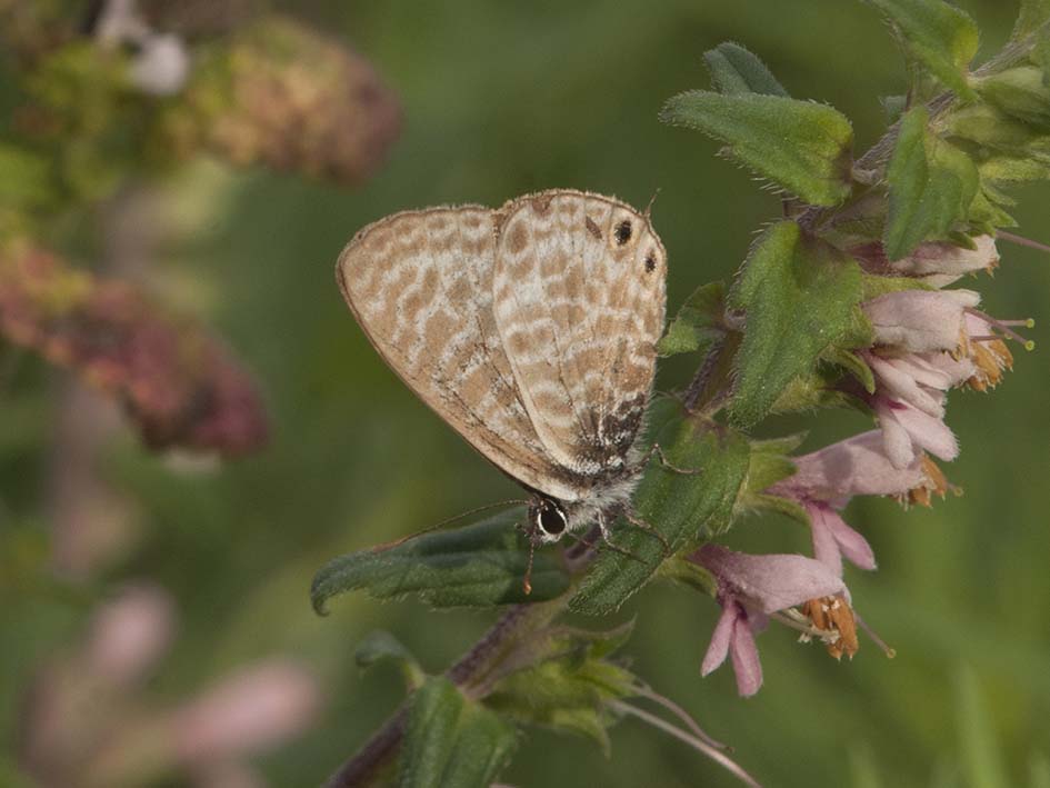 Leptotes pirithous